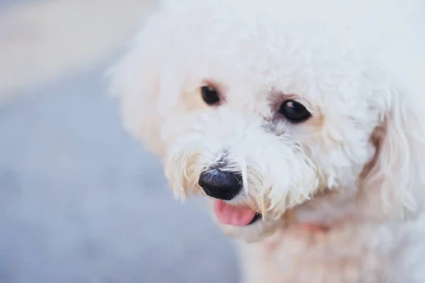 Blick Auf Einen Hund — Stockfoto