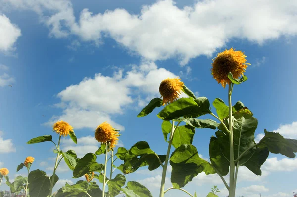 beautiful  sunflowers, yellow flowers flora