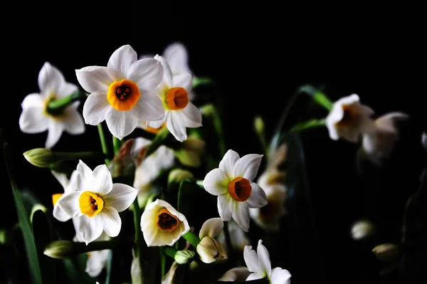 Flores Blancas Pétalos Hojas Verdes Follaje Flora — Foto de Stock
