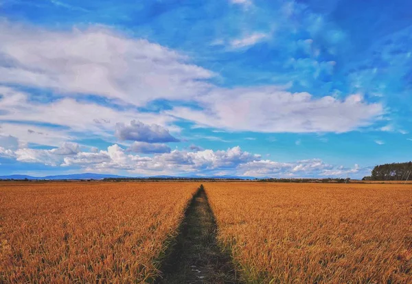 Campo Trigo Campo — Foto de Stock