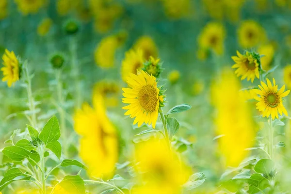 Krásné Slunečnice Žluté Květy Flóra — Stock fotografie