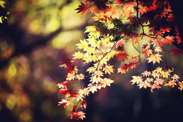 Follaje Hojas Otoño Temporada Otoño — Foto de Stock