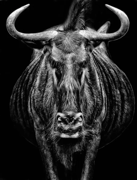 Bull Head Horns — Stock Photo, Image