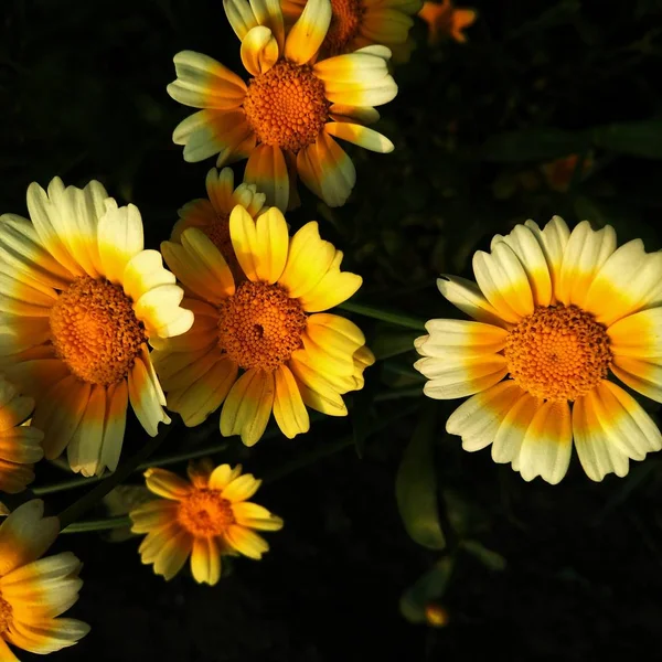 Flores Crisantemos Silvestres Naturaleza Floral — Foto de Stock