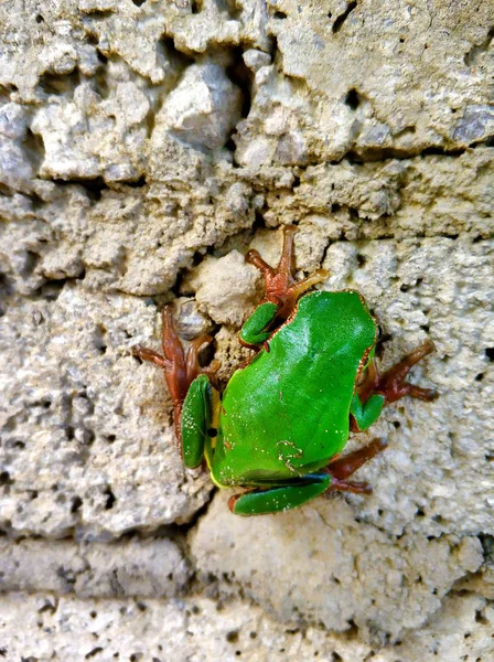 Rana Animal Anfibio Fauna Natural — Foto de Stock