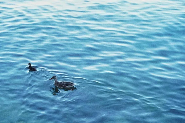 Patos Lago — Foto de Stock