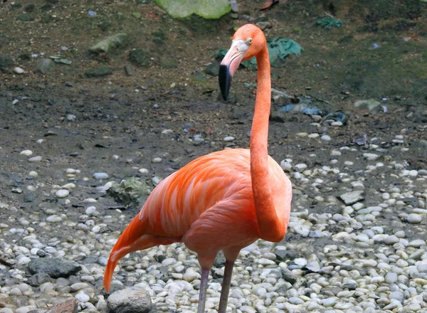 Flamingo Zoológico — Fotografia de Stock
