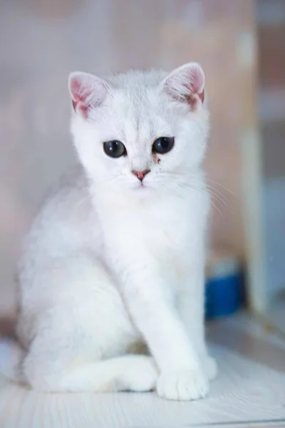 Mignon Petit Chaton Sur Un Fond Bleu Felin Isole Stock Photo Mignon Petit Chaton Sur Un Fond Bleu Felin Isole Stock Photo