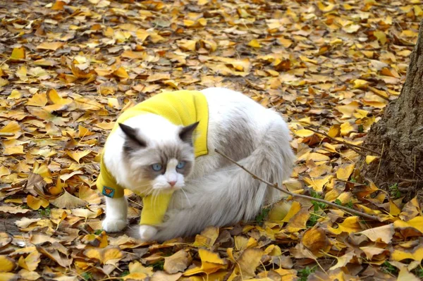 Lindo gato caminando en otoño caÃdo hojas u2014 mamÃfero, brillante