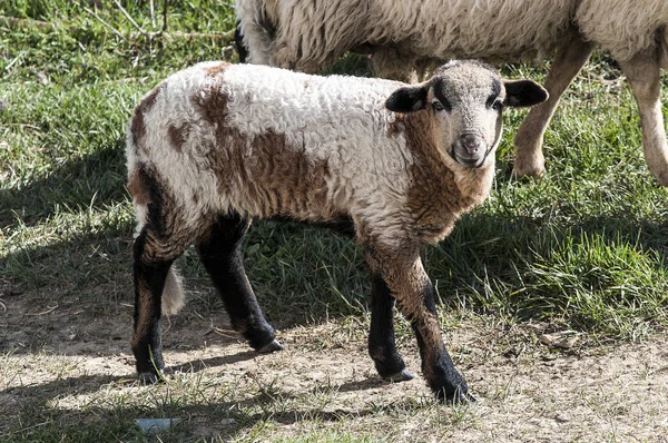 Lambs Peacefully Land — Stock Photo, Image
