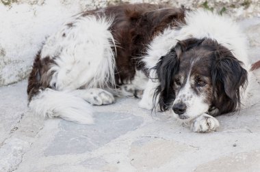 Kahverengi bir köpek yere barışçıl dinlenme beyaz.