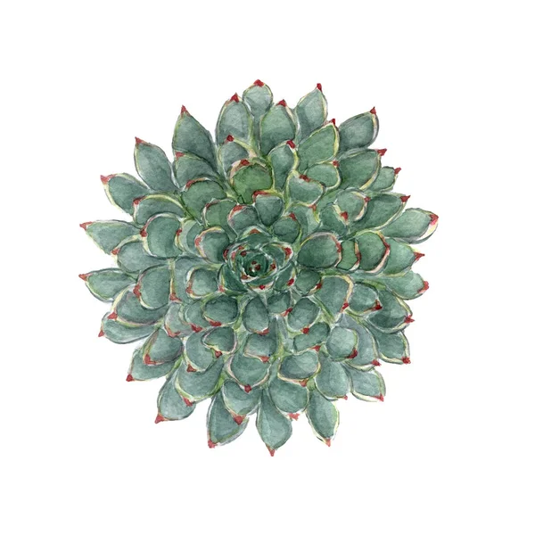 Colorful Floral Watercolor Succulent — Stock Photo, Image