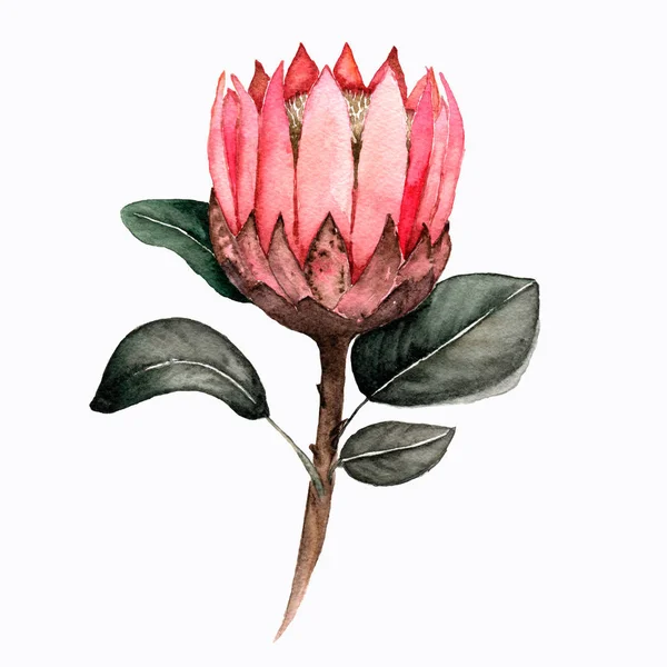 Acuarela Rama Protea Ilustración Botánica Dibujada Mano Flores Exóticas Elemento — Foto de Stock