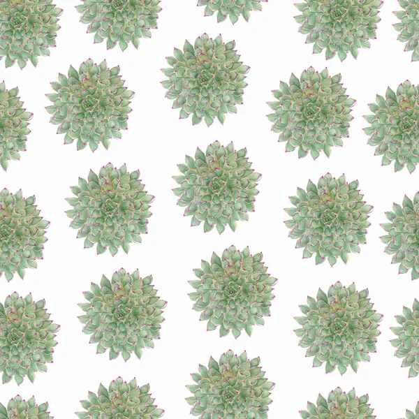 Colorful Floral Set Watercolor Succulents Perfect Design Package Wallpaper Textile — Stock Photo, Image
