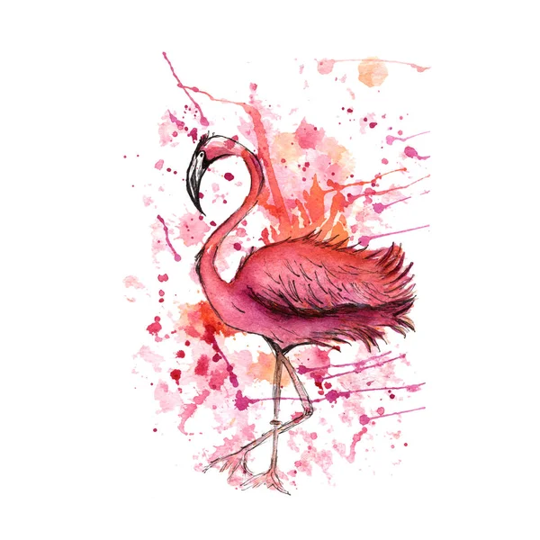 Růžový Plameňák Akvarel Šplouchání Barevné Barvy Klesne Krásný Vektorové Ilustrace — Stock fotografie