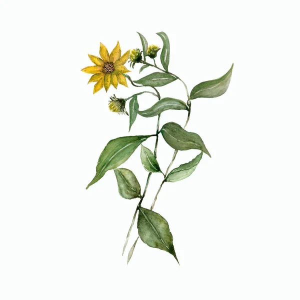 Watercolor branch of yellow heliopsis with green leaves. Isolated flowers. Floral Illustration. Vintage botanic artwork. Hand made drawing. 