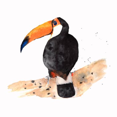 Toucan kuş simgesi beyaz arka plan üzerinde. Brezilya kültür kavramı. renkli design.beautiful tropikal bird.splash suluboya dokulu arka plan. Hayvanat bahçesi illüstrasyon bir kuş. Büyük Gaga, beyaz ile şube oturan Toucan kuş ile bir kuş 