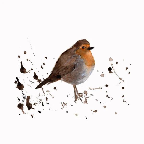 Akvarelu Pták Robin Barevné Vody Barevné Ilustrace Izolované Bílém Pozadí — Stock fotografie
