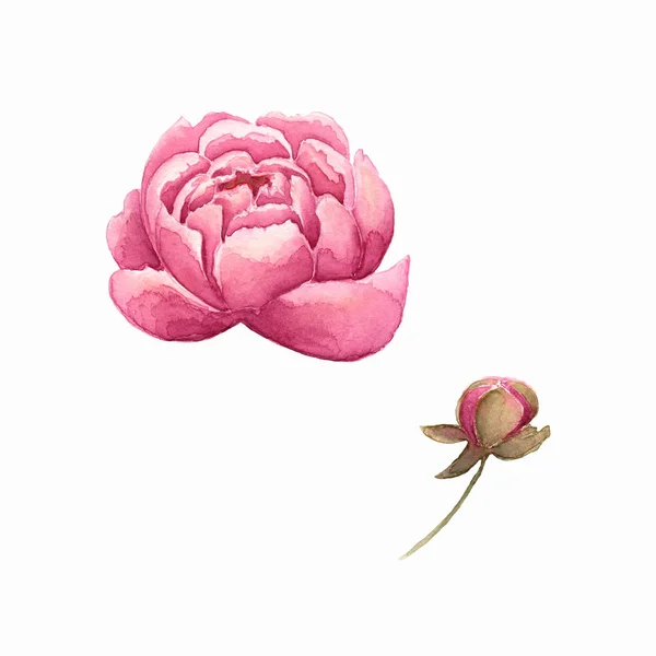 Conjunto Aquarela Flores Set Pink Peony Bud Peônia Flower Perfeito — Fotografia de Stock