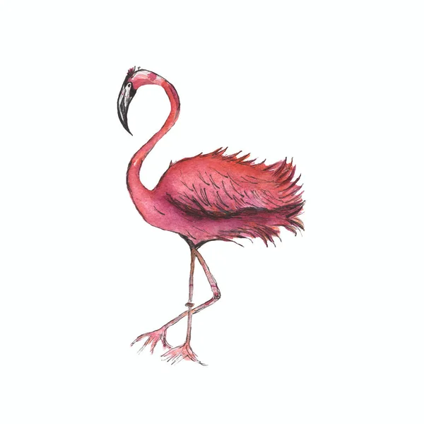 Růžový Plameňák Tropických Exotických Ptáků Růže Flamingo Bílém Pozadí Akvarelu — Stock fotografie