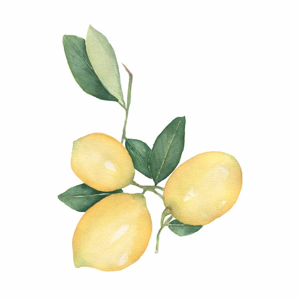 Lemons Branch Isolated White Background Hand Drawn Watercolor Illustration Fresh — Stock Photo, Image