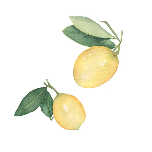 Set Lemons Isolated White Background Hand Drawn Watercolor Illustration Fresh — Stock Photo, Image