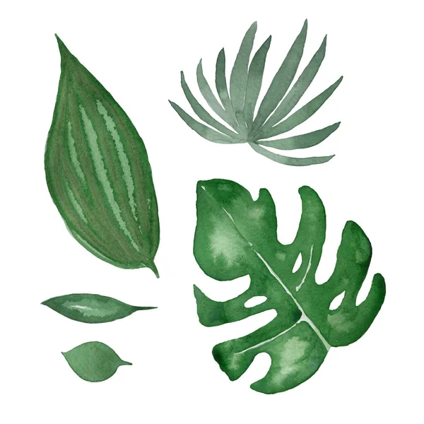 Watercolor Tropical Green Leaves Set Isolated White Background Watercolor Hand — Stock Photo, Image