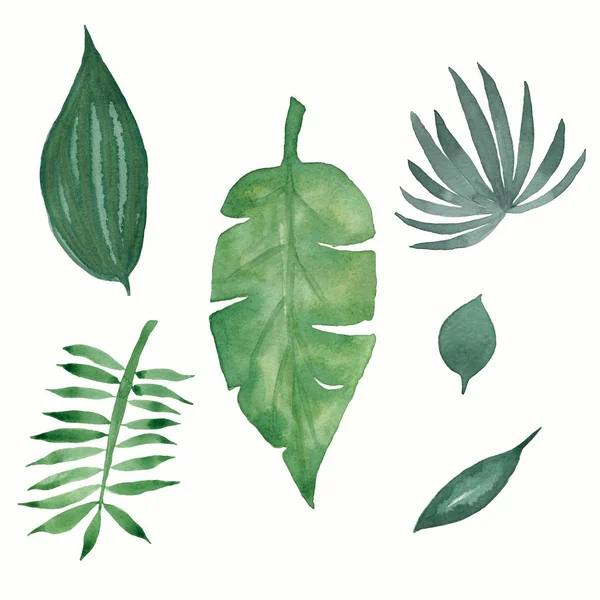Watercolor tropical green leaves set isolated on white background. Watercolor hand drawn illustration. — Stock Photo, Image