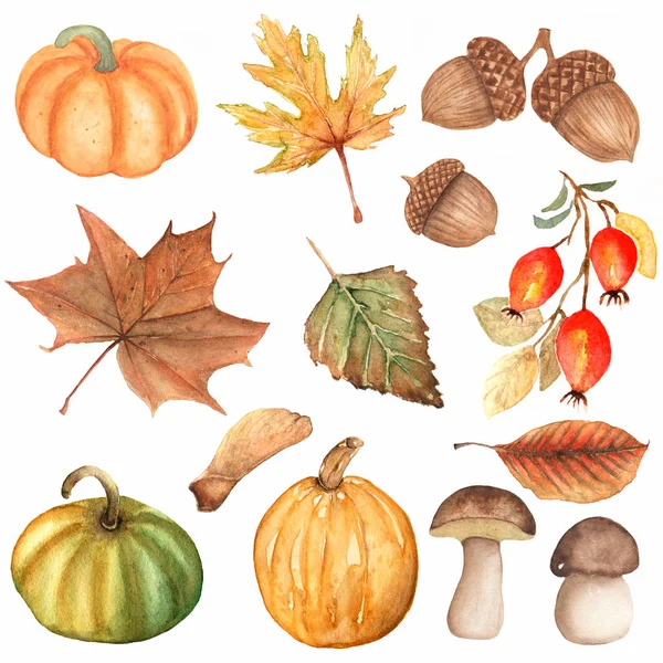 Watercolor Hand Drawn Set Autumn Elements Pumpkin Mushroom Dogrose Berries — Stock Photo, Image