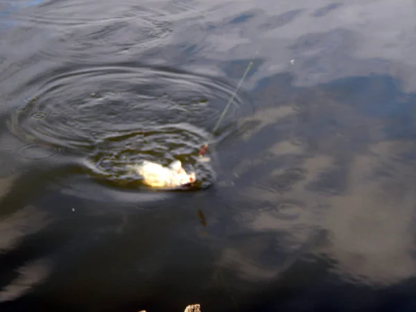 Attrezzatura Pesca Canne Pesca Galleggianti Reti Pesca — Foto Stock