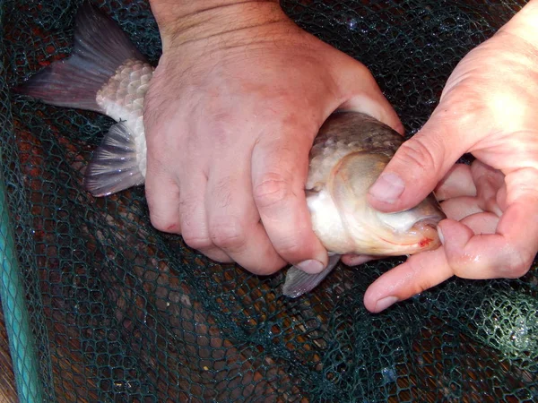 Aparejos Pesca Para Cañas Pescar Flotadores Redes Pesca — Foto de Stock