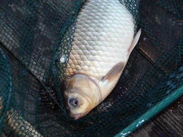 Aparejos Pesca Para Cañas Pescar Flotadores Redes Pesca — Foto de Stock