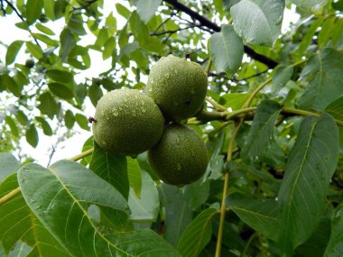 Yaz hasat meyve ve çilek Bahçe Bahçe