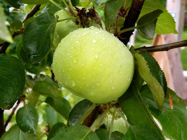 Maçã Verde Após Chuva Jardim — Fotografia de Stock