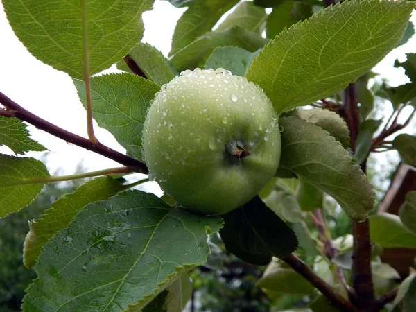 Zelené Jablko Dešti Zahradě — Stock fotografie