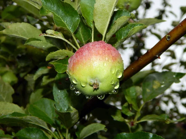 Green Apple Rain Garden — Stock Photo, Image