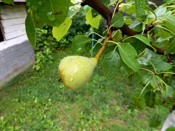 Lato Żniwa Owoce Jagody Ogrodzie Ogród — Zdjęcie stockowe