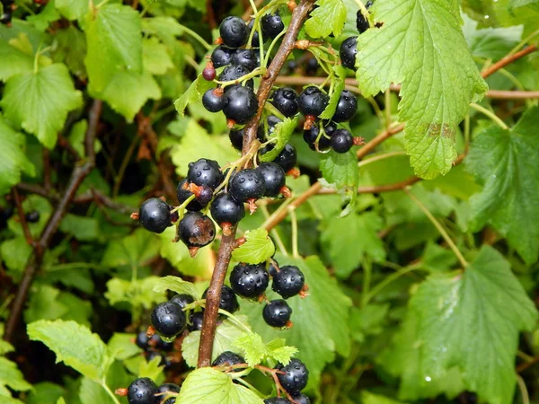 Sommaren Skörd Frukt Och Bär Trädgården Trädgården — Stockfoto