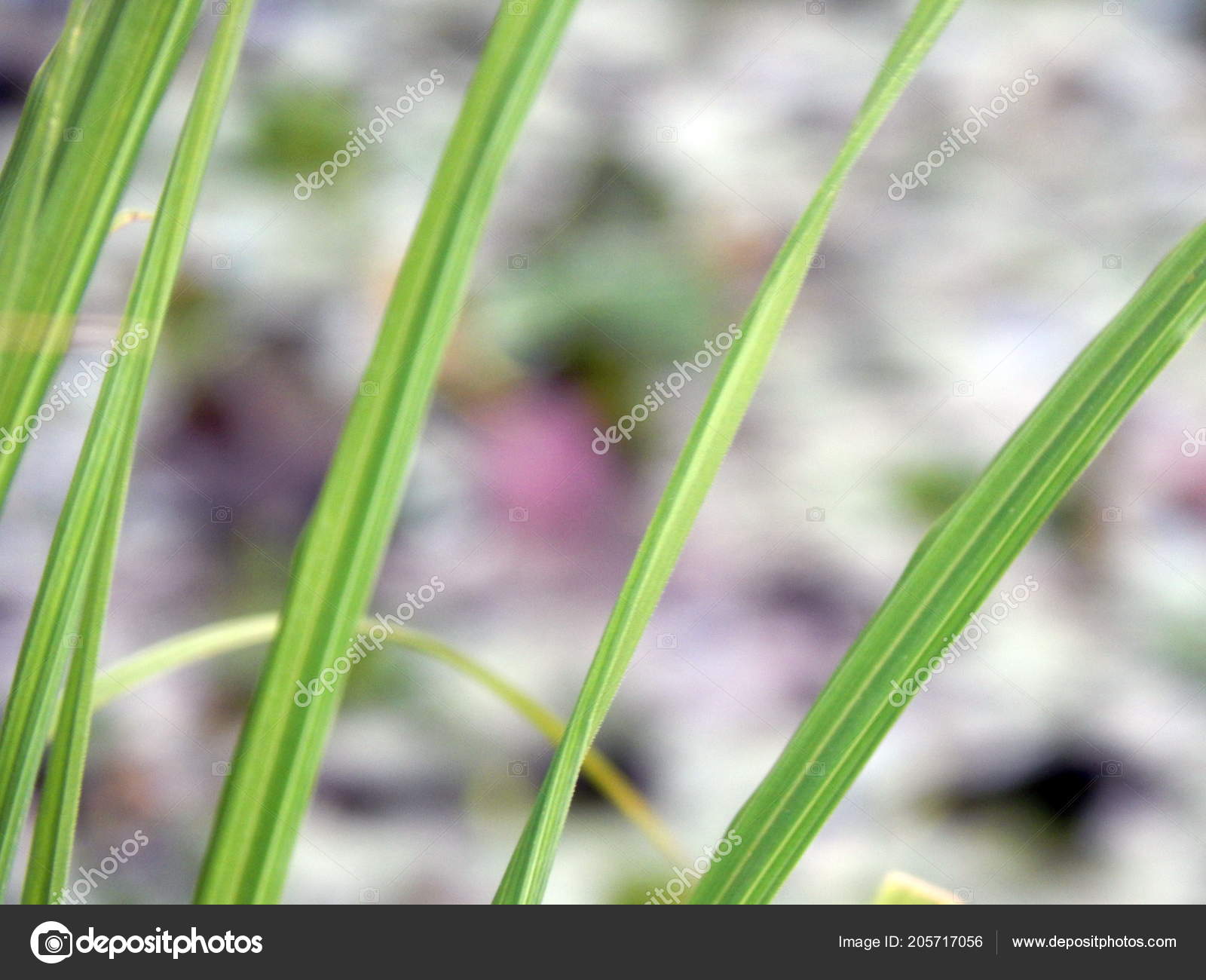 Texture Grass Flowers River Bank Stock Photo C Apxipro Gmail Com 205717056