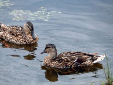Su Nehri boyunca yaz ördek yüzmek