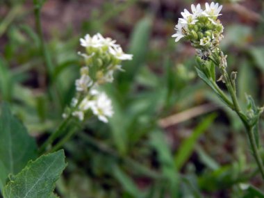 Nehir kıyısında büyüyen çiçek