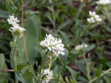 Nehir kıyısında büyüyen çiçek