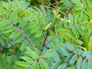 Bir yaprak, bir ağaç dokusuna yakın çekim