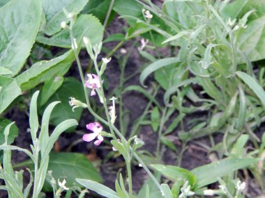 Çim ve çiçek nehir kıyısında üzerinde doku