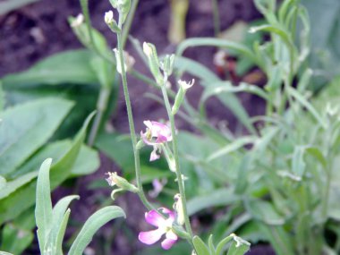 Çim ve çiçek nehir kıyısında üzerinde doku