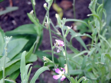 Çim ve çiçek nehir kıyısında üzerinde doku