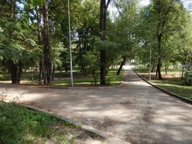 Sonbahar park ağaçlar ve bitkiler