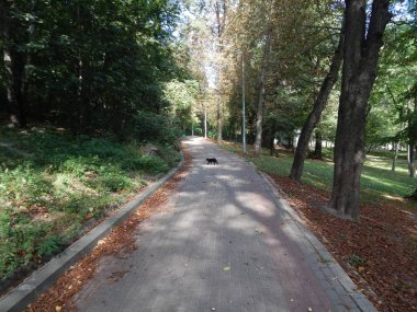 Sonbahar park ağaçlar ve bitkiler