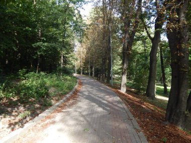 Sonbahar park ağaçlar ve bitkiler