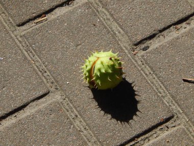 Sonbahar park ağaçlar ve bitkiler